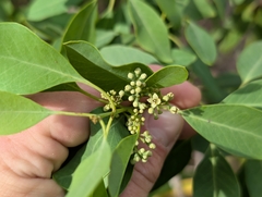 Santalum ellipticum