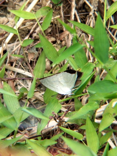 Angled Sunbeam