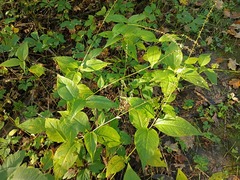 Persicaria virginiana