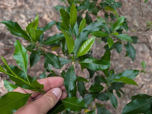 Dodonaea viscosa observed 2026-09-25