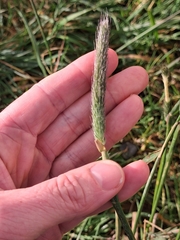 Alopecurus pratensis