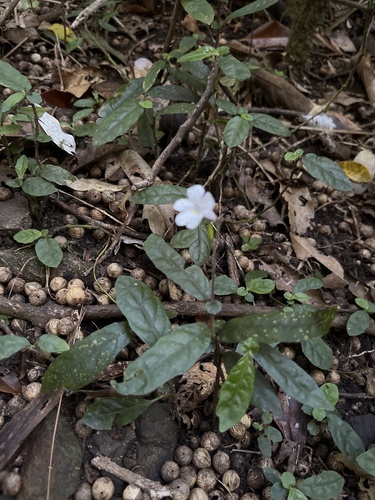 Brunoniella spiciflora, 2026-09-27