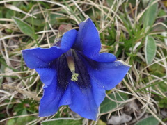 Gentiana clusii clusii
