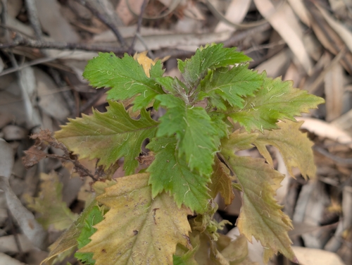 Erechtites valerianifolius observed 2026-09-25