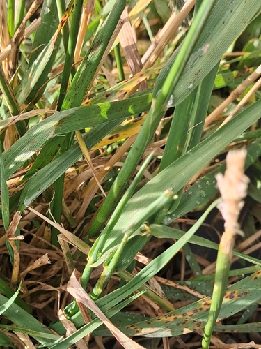 Alopecurus pratensis, photograph 3