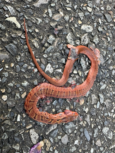 Japanese Four-lined Ratsnake