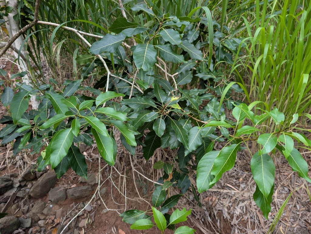 Sapindus oahuensis; photograph author not stated, no rights reserved