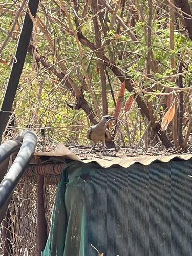 Great Bowerbird