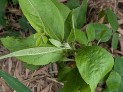 Pluchea carolinensis