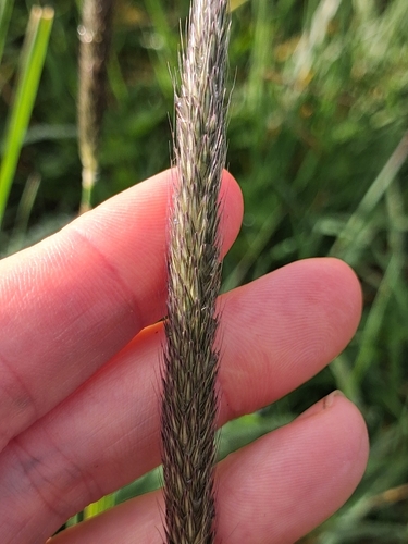 Alopecurus pratensis, photograph 5