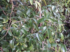 Rubus cissoides