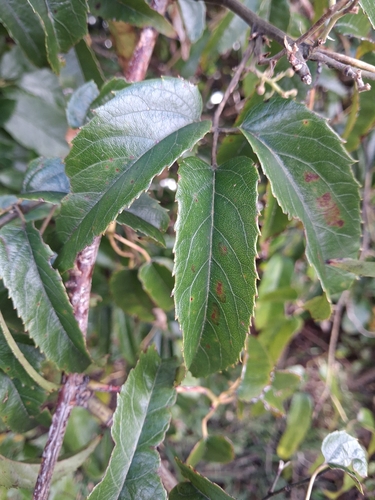 Rubus cissoides, photograph 2