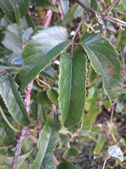 Rubus cissoides, photograph (c) Lorraine Cook, some rights reserved (CC BY)