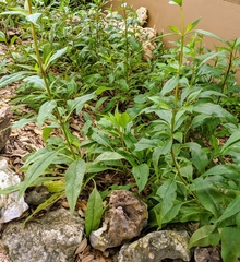 Salvia pentstemonoides