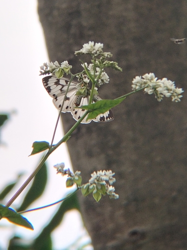 Marbled White Moth