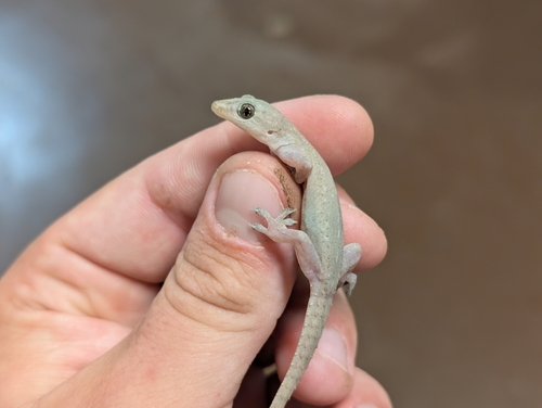 Hemidactylus frenatus observed 2026-09-25