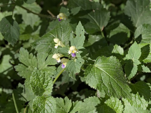 Galeopsis speciosa