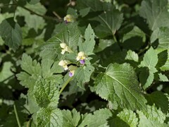 Galeopsis speciosa