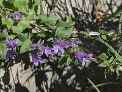 Campanula trachelium