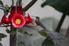 Cynanthus latirostris