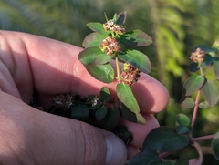 Euphorbia hypericifolia