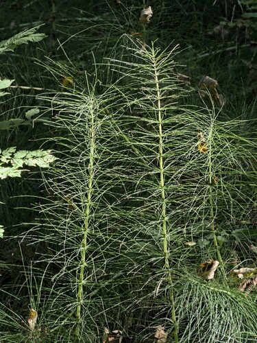Equisetum telmateia