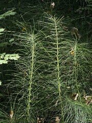 (c) Andreas Stiller, some rights reserved (CC BY) Equisetum telmateia, photograph (c) Andreas Stiller, some rights reserved (CC BY)