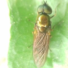 Chloromyia