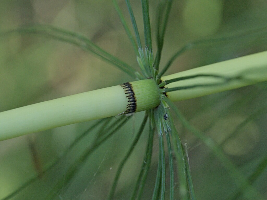 Equisetum telmateia; photograph (c) Andreas Stiller, some rights reserved (CC BY)