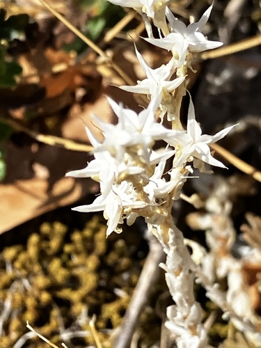 Biting Stonecrop
