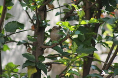 Passer domesticus