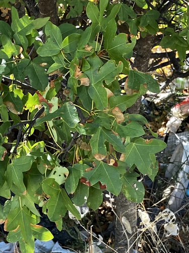 Montpellier Maple