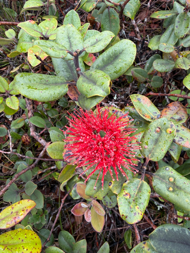 Metrosideros polymorpha observed 2026-09-25