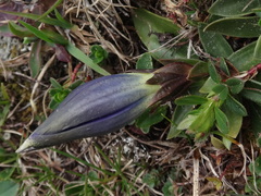 Gentiana clusii clusii