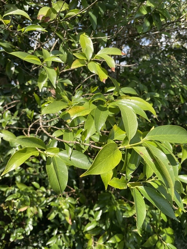 Diplospora dubia observed 2026-09-26