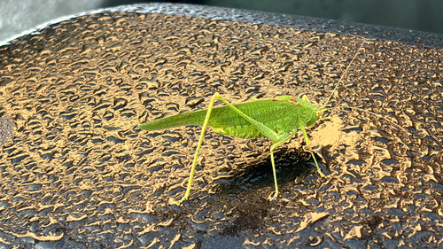 Mediterranean Katydid