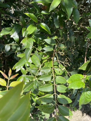 Tetradium glabrifolium observed 2026-09-26