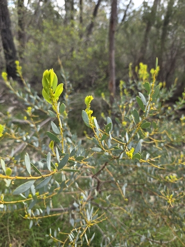 Acacia buxifolia, 2026-09-27