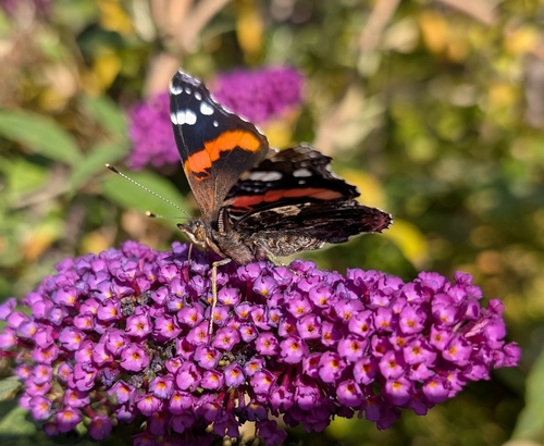 Red Admiral