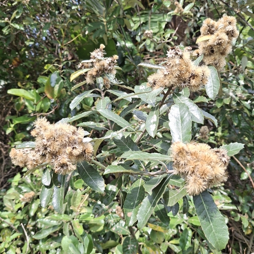 Brachylaena discolor, 2026-09-26