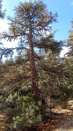 Cedrus libani