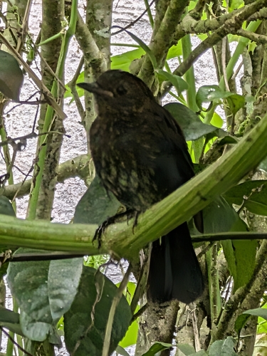 Myiomela leucura, 2026-09-27