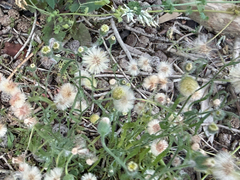 Erigeron bonariensis