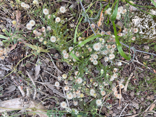 Erigeron bonariensis, photograph 1