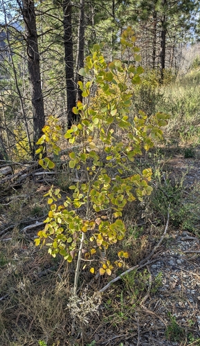 Populus tremuloides, photograph 1