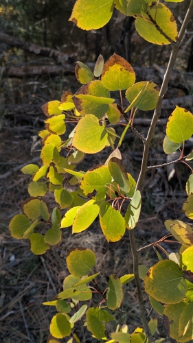Populus tremuloides, photograph 2