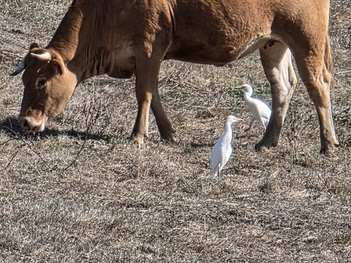 Western Cattle-Egret