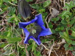 Gentiana clusii clusii