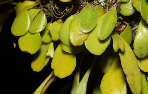 Pyrrosia eleagnifolia