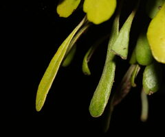 Pyrrosia eleagnifolia, photograph (c) William Harland, some rights reserved (CC BY)